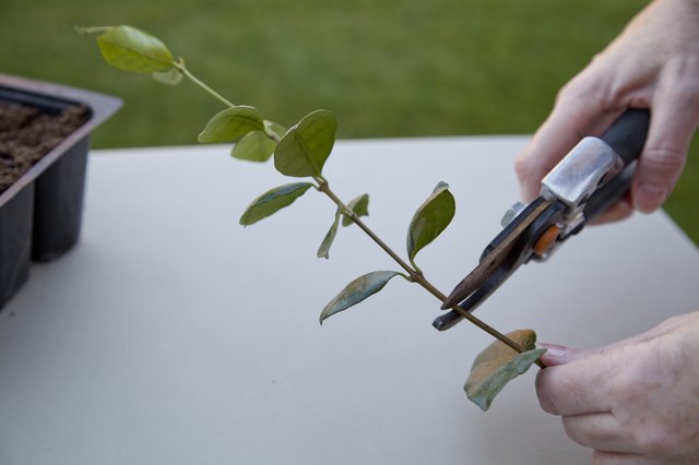 How to Propagate a Jasmine Vine (with Picture