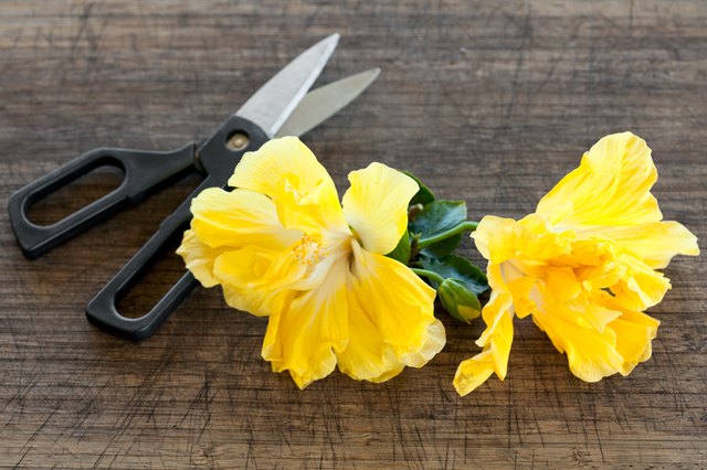 how-to-dry-hibiscus-flowers-for-tea-with-pictures-ehow