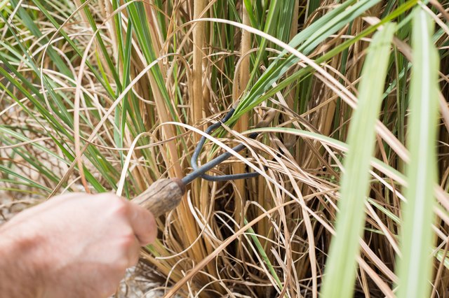 When To Cut Back Pampas Grass With Pictures 2757