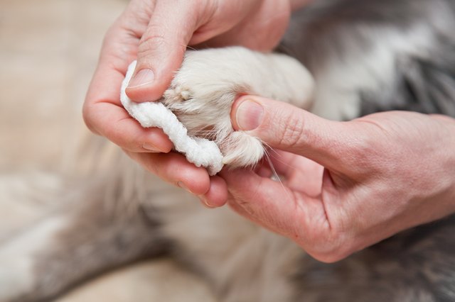 How To Bandage A Dog s Broken Toe with Pictures EHow