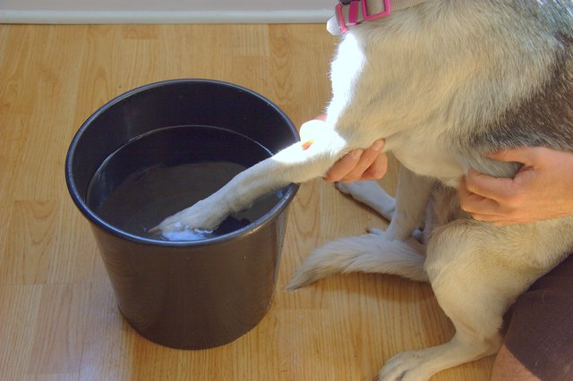 How to Soak a Dog's Feet in Epsom Salts (with Pictures) | eHow