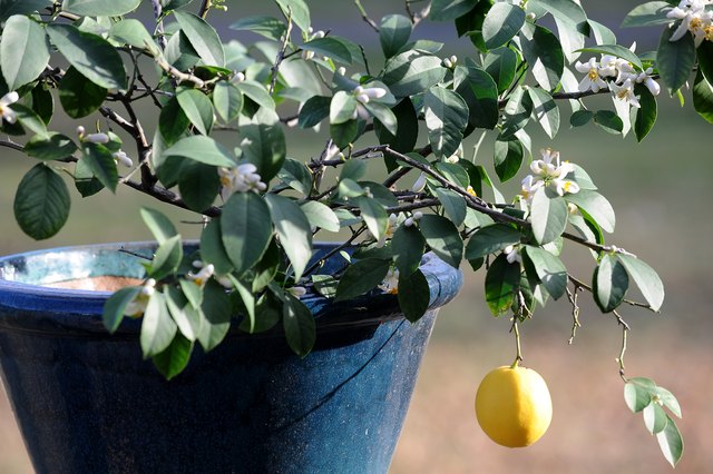 How Do I Care for My Meyer Lemon Tree? (with