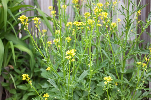 How to Kill Yellow Mustard Weed (with Pictures