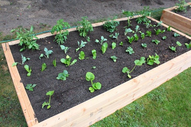 how-to-plant-a-raised-vegetable-garden-ehow