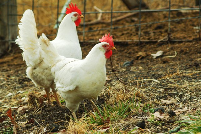 How to Build an 8 X 4 Chicken Coop (with Pictures) | eHow