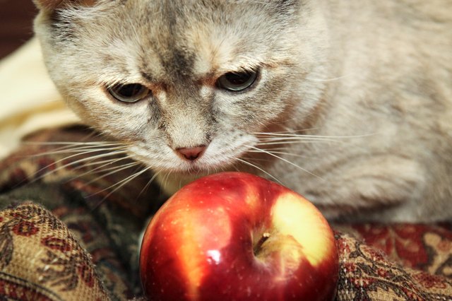 Homemade Diet For Cats With Kidney Failure with Pictures EHow