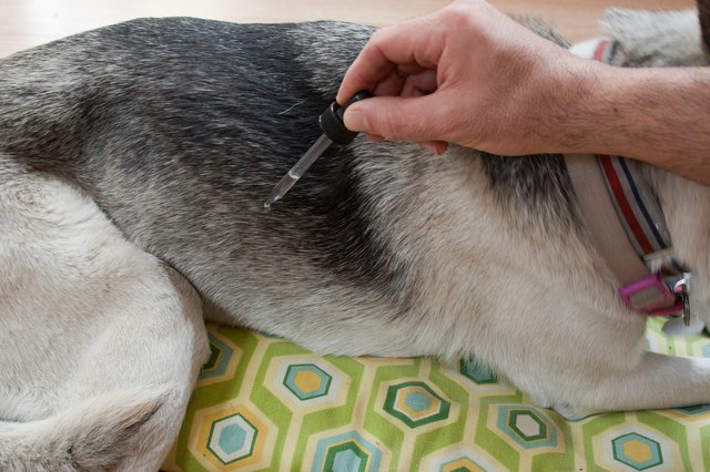 homemade itch relief spray for dogs
