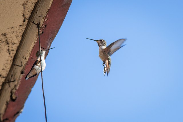 ratio sugar water hummingbird