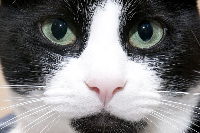 How to Clear a Cat's Stuffy Nose (with Pictures