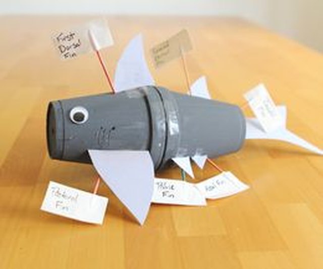 This shark model uses styrofoam cups and toothpick labels. This shark model uses styrofoam cups and toothpick labels.
