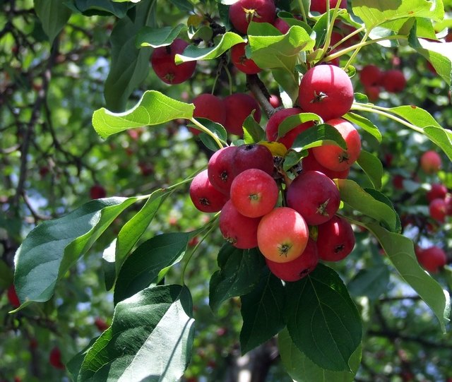 Learn to grow fruit with organic fertilizer. Learn to grow fruit with organic fertilizer.