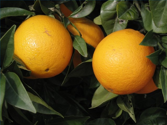 Types of Self-Pollinating Fruit Trees Types of Self-Pollinating Fruit Trees