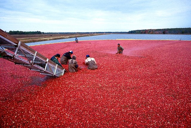 Cranberries & Weight Loss Cranberries & Weight Loss