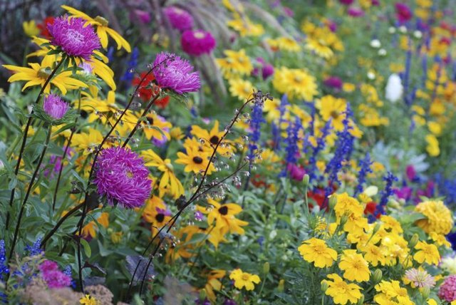 Long-blooming perennials keep garden color flowing. Long-blooming perennials keep garden color flowing.
