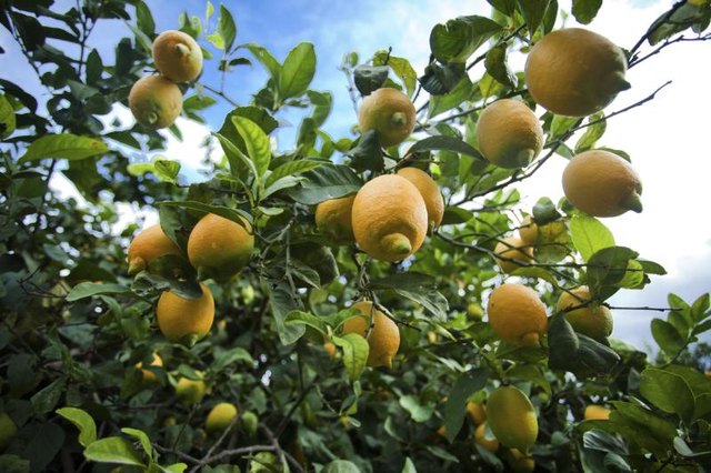 Eureka Lemon trees can be quite an asset. Eureka Lemon trees can be quite an asset.