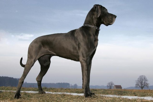 Great Danes are among the breeds most prone to bloat. Great Danes are among the breeds most prone to bloat.