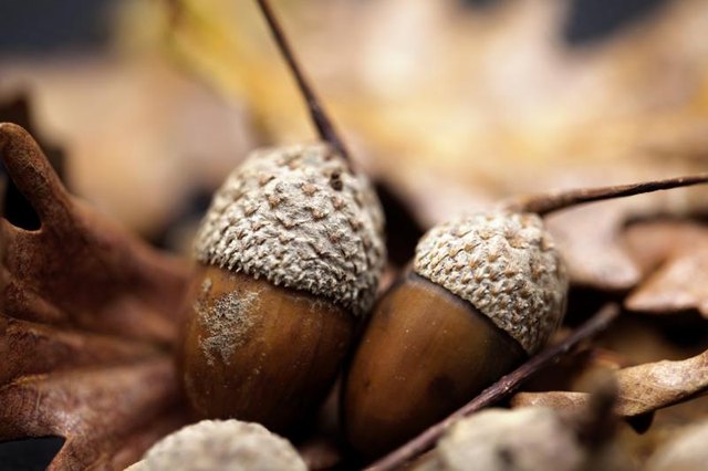Acorns lay on the forest floor. Acorns lay on the forest floor.