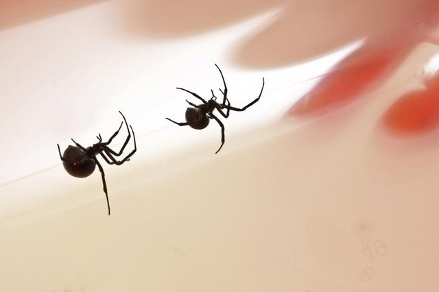 Black widow females have a distinctive shape and color pattern. Black widow females have a distinctive shape and color pattern.