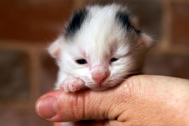 A man holding a kitten in his hand. A man holding a kitten in his hand.