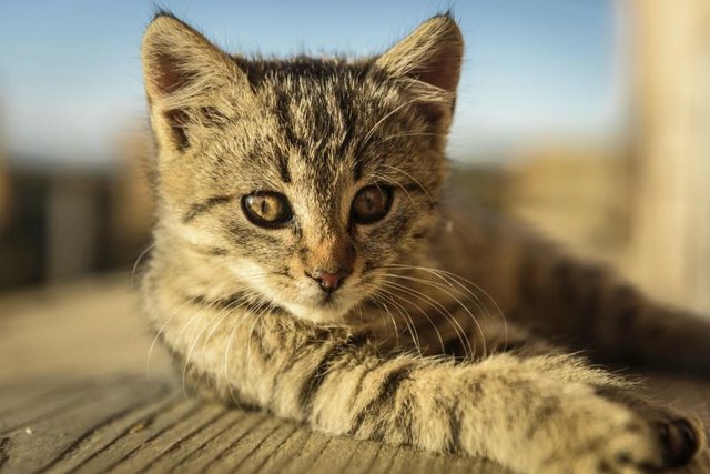 Small Tabby kitten rests on a wooden table Small Tabby kitten rests on a wooden table