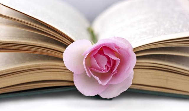 A close-up of a pink rose in the seam of an open book. A close-up of a pink rose in the seam of an open book.