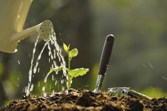 You can use SUPERThrive when planting or transplanting. You can use SUPERThrive when planting or transplanting.