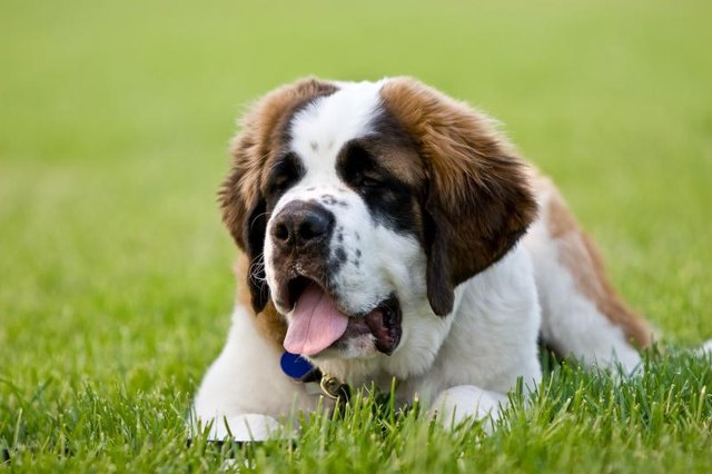A saint bernard lies in the grass. A saint bernard lies in the grass.