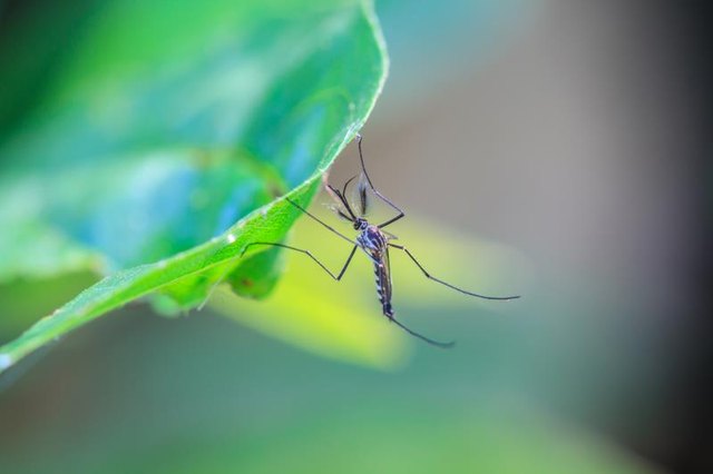 Mosquito on a green leaf Mosquito on a green leaf