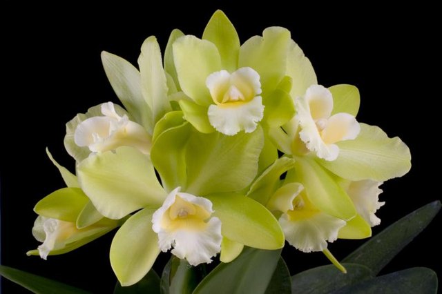 Cattleya orchids are favorite boisduval scale targets. Cattleya orchids are favorite boisduval scale targets.
