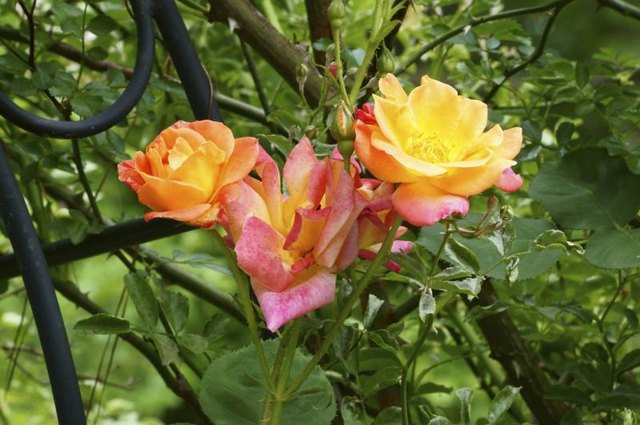 A close-up of climbing roses growing up a raw iron trellis. A close-up of climbing roses growing up a raw iron trellis.