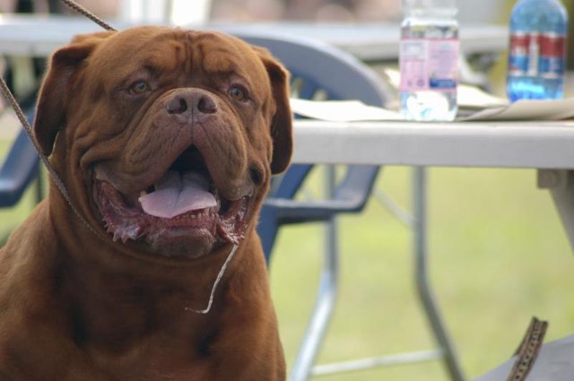 Close-up of dog drooling while standing outside. Close-up of dog drooling while standing outside.
