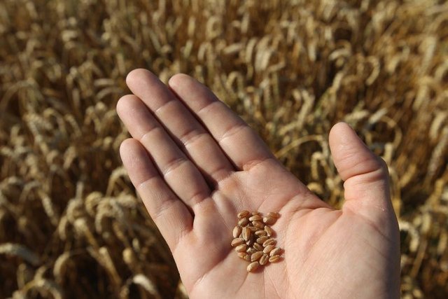 Farmer's hand holding kernals of wheat Farmer's hand holding kernals of wheat