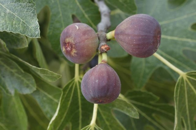 Ripe figs growing on a branch. Ripe figs growing on a branch.