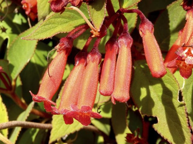 Hanging tube flowers of a Phygelius plant Hanging tube flowers of a Phygelius plant