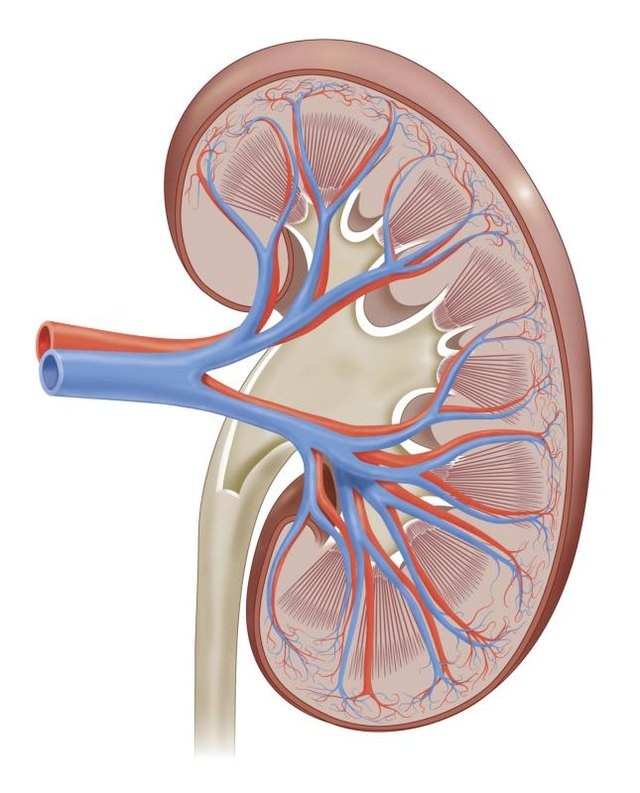 Kidney diseases are one of the most common health problems in cats. Kidney diseases are one of the most common health problems in cats.
