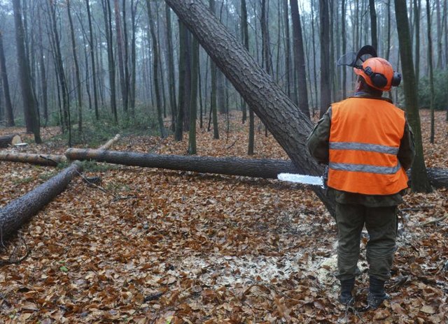 A forestry worker cuts down a tree. A forestry worker cuts down a tree.