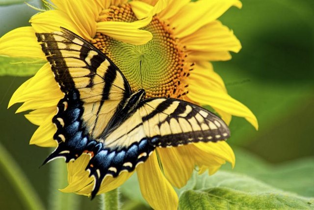 Some butterflies surpass flowers in colors and patterns. Some butterflies surpass flowers in colors and patterns.