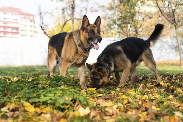 Two German Shepherds playing in grass field. Two German Shepherds playing in grass field.