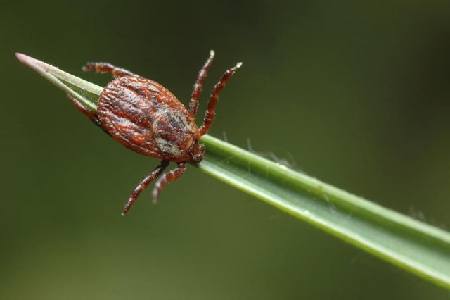 A close-up of a tick on a blade of grass. A close-up of a tick on a blade of grass.