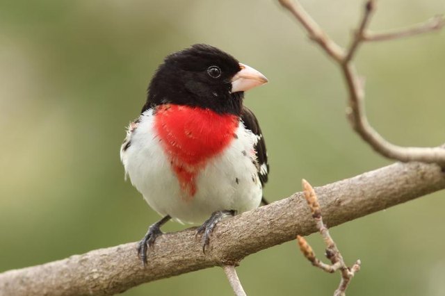 How to Attract Rose Breasted Grosbeaks How to Attract Rose Breasted Grosbeaks