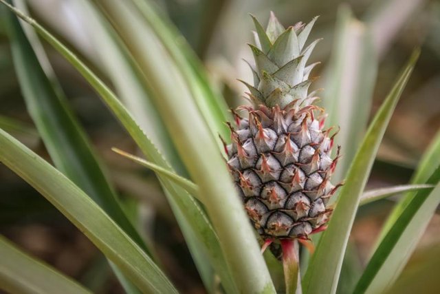 A pineapple growing on a farm. A pineapple growing on a farm.