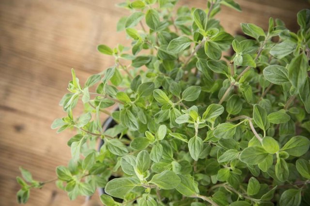 Close-up of oregano plant. Close-up of oregano plant.