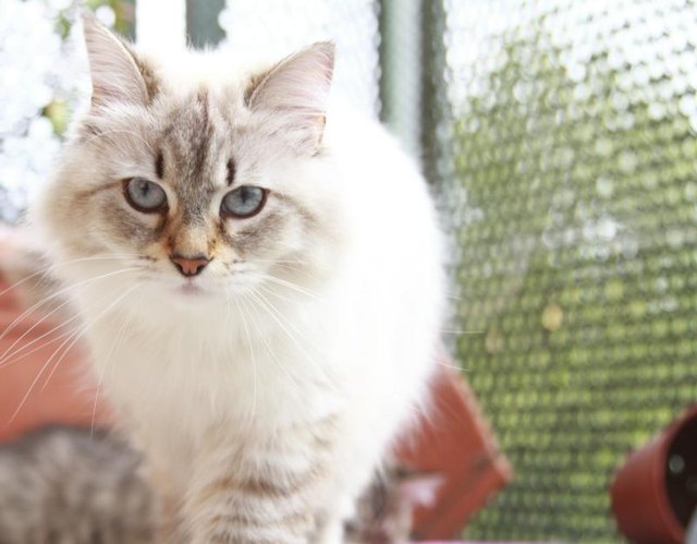 Close-up of a Siberian kitten. Close-up of a Siberian kitten.