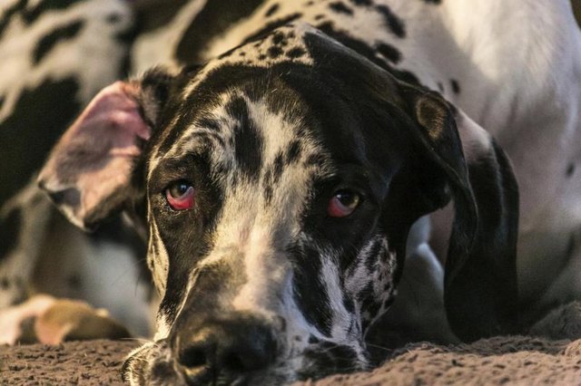 Clostridium bacteria are leading causes of chronic diarrhea in dogs. Clostridium bacteria are leading causes of chronic diarrhea in dogs.