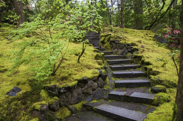 Traditional Japanese gardens feature extensive moss ground covers. Traditional Japanese gardens feature extensive moss ground covers.