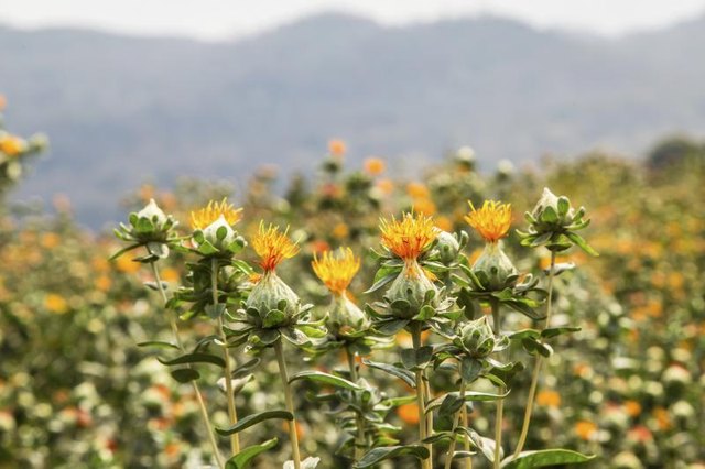 Safflower plants in a field with mountains in background. Safflower plants in a field with mountains in background.