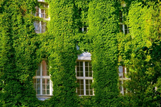Virginia creeper smothers plants as easily as it smothers buildings. Virginia creeper smothers plants as easily as it smothers buildings.
