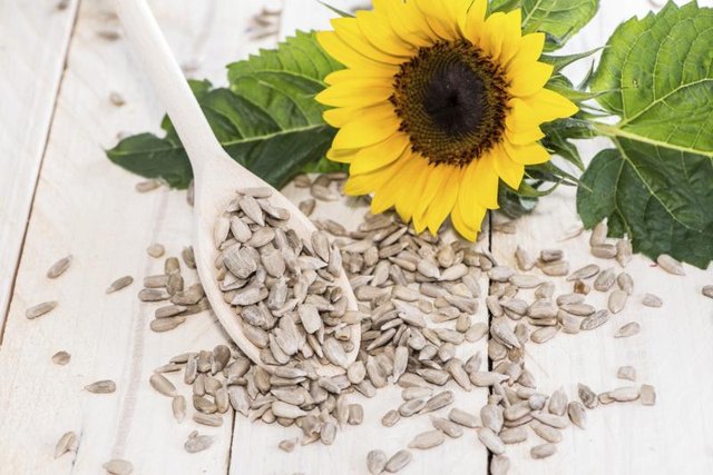 Sunflower seeds spilt out on table top. Sunflower seeds spilt out on table top.