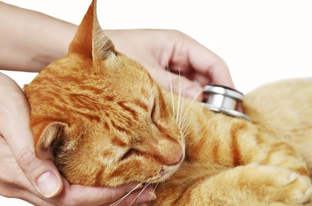 A veterinary examination is necessary to determine what bacteria is infecting your cat. A veterinary examination is necessary to determine what bacteria is infecting your cat.