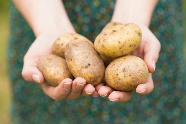 Two hands holding out potatoes Two hands holding out potatoes